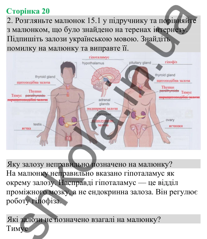 Відповідь до завдання 2 (с. 20) з біології для 8 класу (Кулініч, 2025): Ендокринна система людини: будова та функції