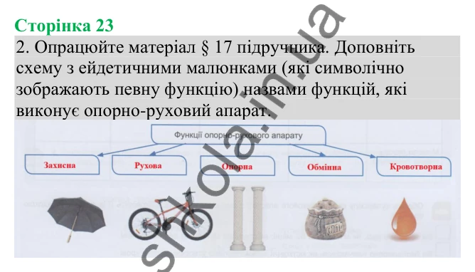 Відповідь до завдання 2 (с. 23) з біології для 8 класу (Кулініч, 2025): Будова та функції опорно-рухового апарату