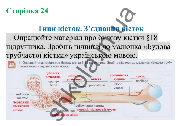 Відповідь до завдання 1 (с. 24) з біології для 8 класу (Кулініч, 2025): Типи кісток. З’єднання кісток