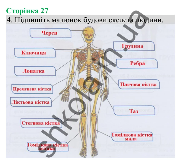 Відповідь до завдання 4 (с. 27) з біології для 8 класу (Кулініч, 2025): Будова скелета та його функції