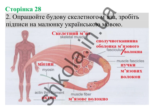 Відповідь до завдання 2 (с. 28) з біології для 8 класу (Кулініч, 2025): Будова та функції скелетних м’язів
