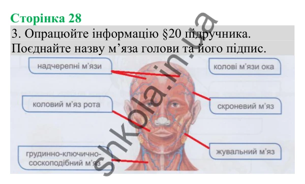 Відповідь до завдання 3 (с. 28) з біології для 8 класу (Кулініч, 2025): Будова та функції скелетних м’язів