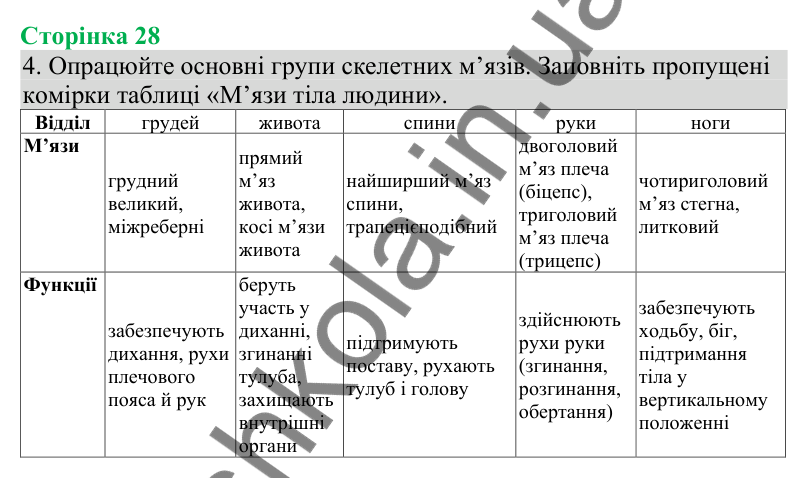 Відповідь до завдання 4 (с. 28) з біології для 8 класу (Кулініч, 2025): Будова та функції скелетних м’язів