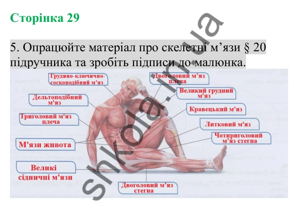 Відповідь до завдання 5 (с. 29) з біології для 8 класу (Кулініч, 2025): Будова та функції скелетних м’язів