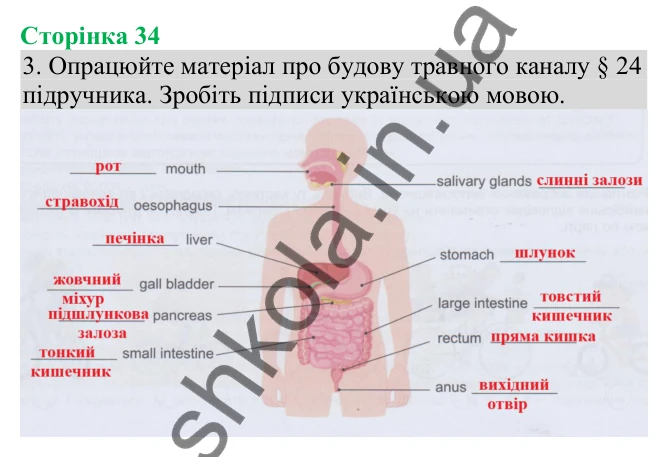 Відповідь до завдання 3 (с. 34) з біології для 8 класу (Кулініч, 2025): Будова та функції травної системи