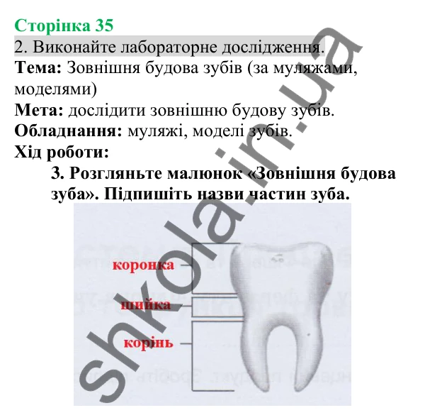 Відповідь до завдання 2 (с. 35) з біології для 8 класу (Кулініч, 2025): Процеси механічної та біохімічної обробки їжі