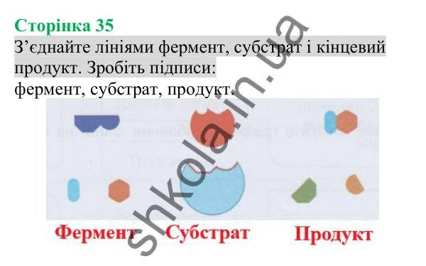 Відповідь до додаткового завдання (с. 35) з біології для 8 класу (Кулініч, 2025): Будова та функції травної системи
