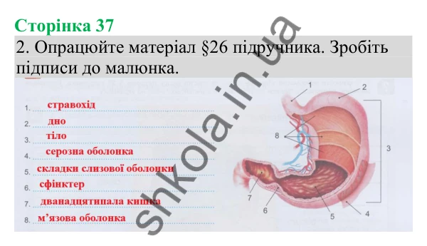 Відповідь до завдання 2 (с. 37) з біології для 8 класу (Кулініч, 2025): Ковтання їжі. Процеси травлення в шлунку
