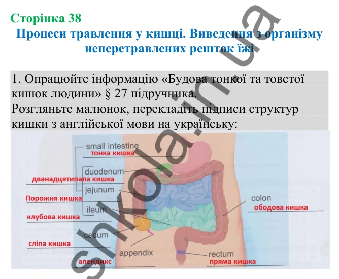 Відповідь до завдання 1 (с. 38) з біології для 8 класу (Кулініч, 2025): Процеси травлення у кишці