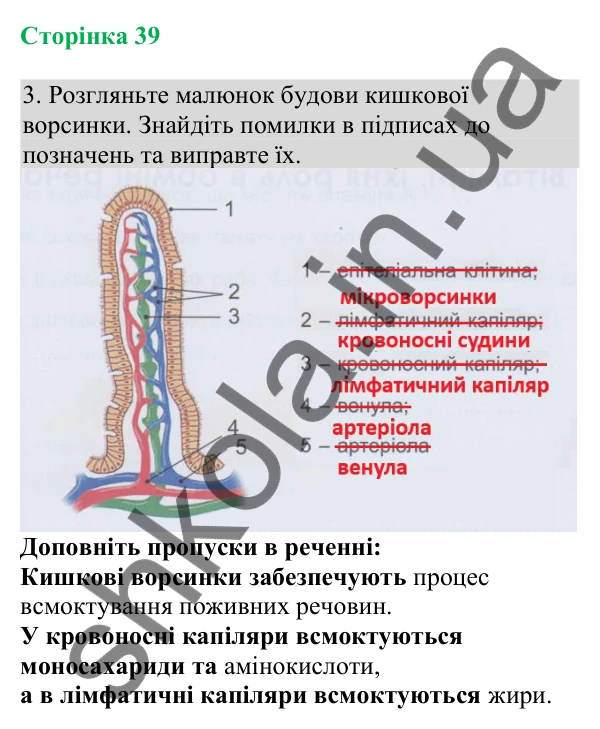Відповідь до завдання 3 (с. 39) з біології для 8 класу (Кулініч, 2025): Процеси травлення у кишці