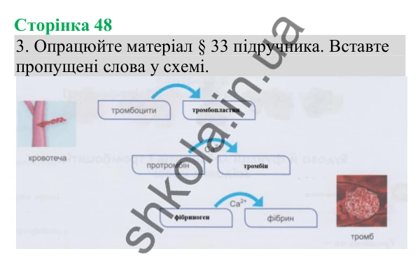Відповідь до завдання 3 (с. 48) з біології для 8 класу (Кулініч, 2025): Будова й функції лейкоцитів і тромбоцитів