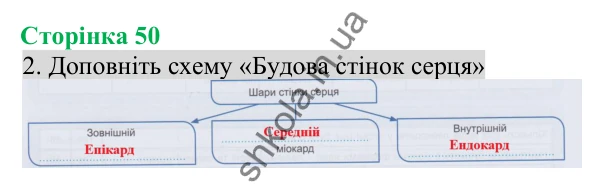 Відповідь до завдання 2 (с. 50) з біології для 8 класу (Кулініч, 2025): Система кровообігу. Будова та функції серця