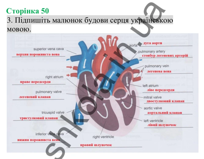 Відповідь до завдання 3 (с. 50) з біології для 8 класу (Кулініч, 2025): Система кровообігу. Будова та функції серця