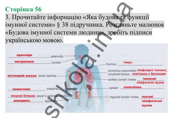 Відповідь до завдання 3 (с. 56) з біології для 8 класу (Кулініч, 2025): Лімфатична та імунна системи