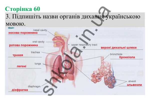 Відповідь до завдання 3 (с. 60) з біології для 8 класу (Кулініч, 2025): Дихальна система та газообмін