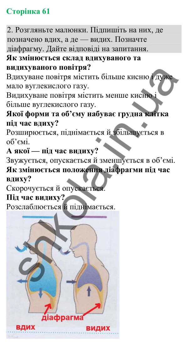 Відповідь до завдання 2 (с. 61) з біології для 8 класу (Кулініч, 2025): Дихальні рухи