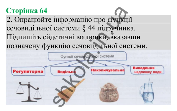 Відповідь до завдання 2 (с. 64) з біології для 8 класу (Кулініч, 2025): Будова сечовидільної системи людини