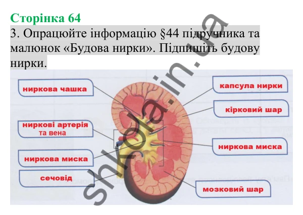 Відповідь до завдання 3 (с. 64) з біології для 8 класу (Кулініч, 2025): Будова сечовидільної системи людини