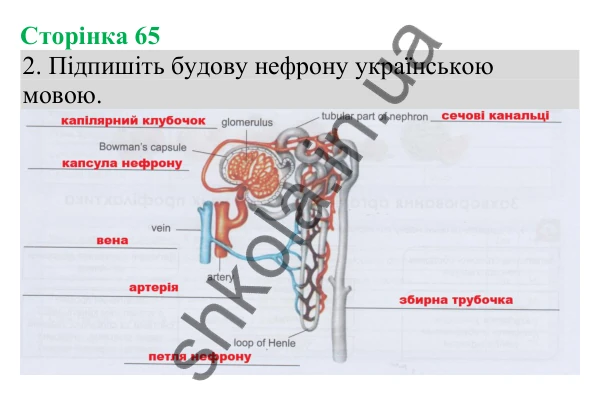 Відповідь до завдання 2 (с. 65) з біології для 8 класу (Кулініч, 2025): Нефрон. Процеси утворення та виведення сечі