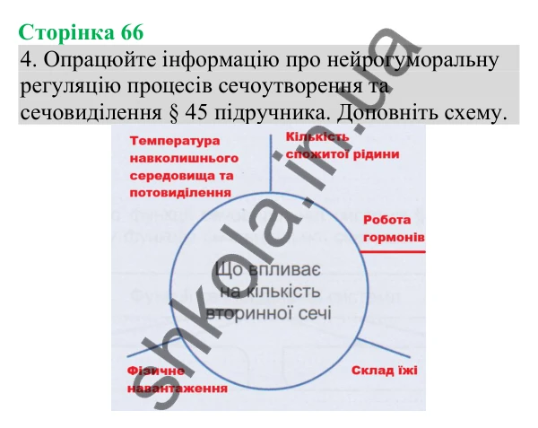 Відповідь до завдання 4 (с. 66) з біології для 8 класу (Кулініч, 2025): Нефрон. Процеси утворення та виведення сечі