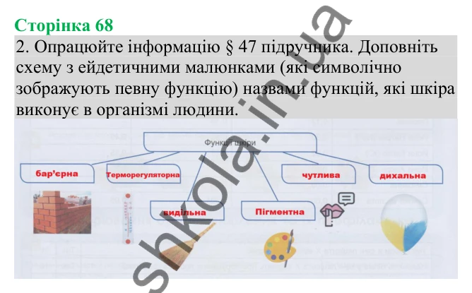 Відповідь до завдання 2 (с. 68) з біології для 8 класу (Кулініч, 2025): Будова шкіри та її функції