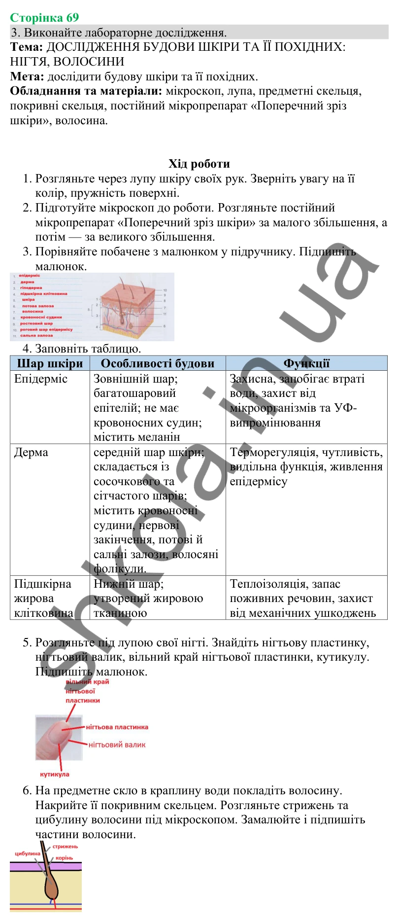 Відповідь до завдання 3 (с. 69) з біології для 8 класу (Кулініч, 2025): Будова шкіри та її функції