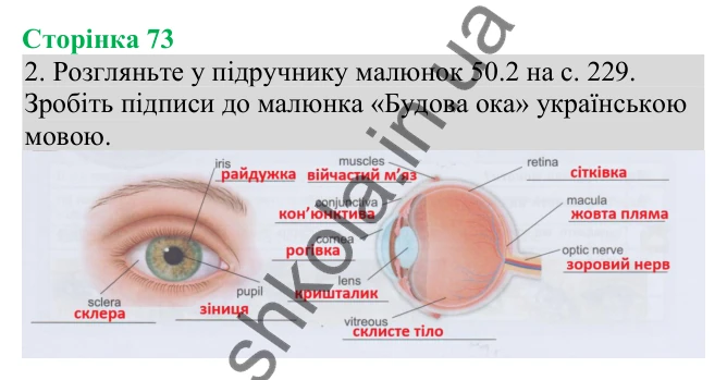 Відповідь до завдання 2 (с. 73) з біології для 8 класу (Кулініч, 2025): Зорова сенсорна система. Око