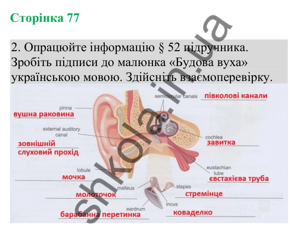 Відповідь до завдання 2 (с. 77) з біології для 8 класу (Кулініч, 2025): Слухова сенсорна система. Вухо. Гігієна слуху