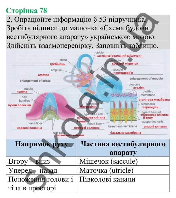 Відповідь до завдання 2 (с. 78) з біології для 8 класу (Кулініч, 2025): Сенсорні системи рівноваги