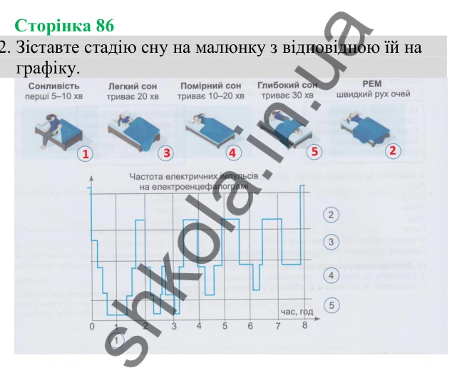 Відповідь до завдання 2 (с. 86) з біології для 8 класу (Кулініч, 2025): Біоритми людини. Сон і сновидіння