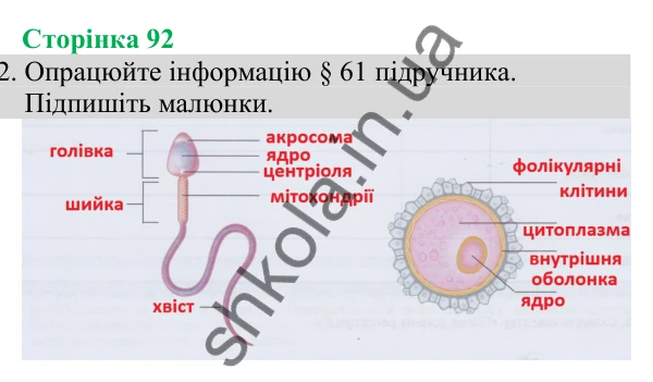 Відповідь до завдання 2 (с. 92) з біології для 8 класу (Кулініч, 2025): Статеві клітини. Запліднення