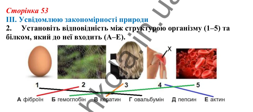 Відповідь до завдання III.2 підсумків теми 1 (с. 53) з біології для 9 класу (Балан, 2026)