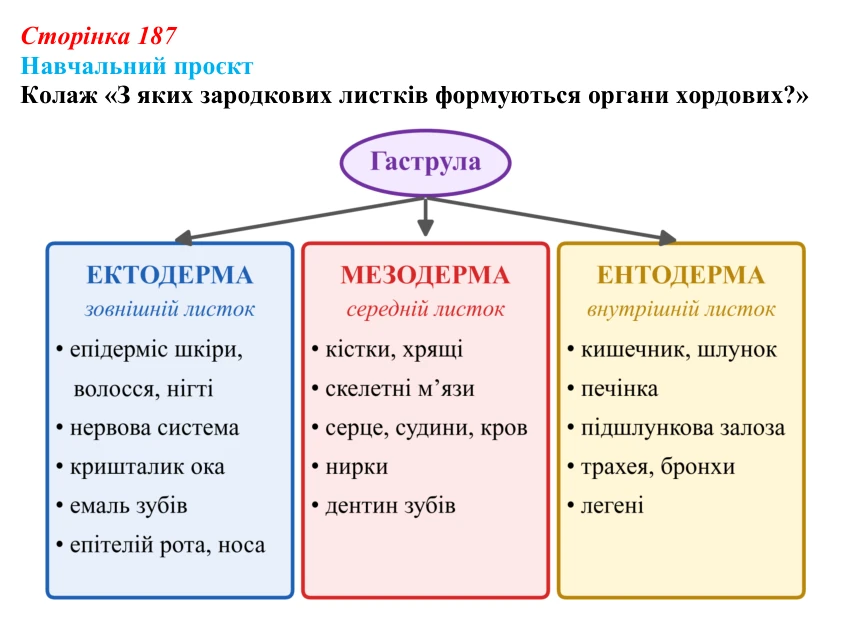 Відповідь до навчального проєкту (с. 187) з біології для 9 класу, Горобець 2026: зародковий розвиток хордових, поліембріонія
