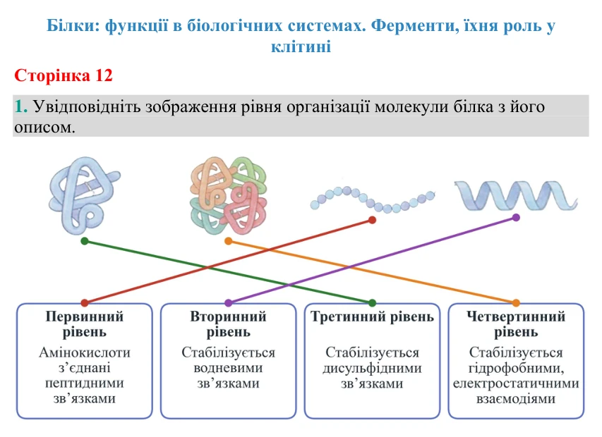 Відповідь до завдання 1 (с. 12) з біології для 9 класу (Кулініч, 2026): Функції білків. Ферменти