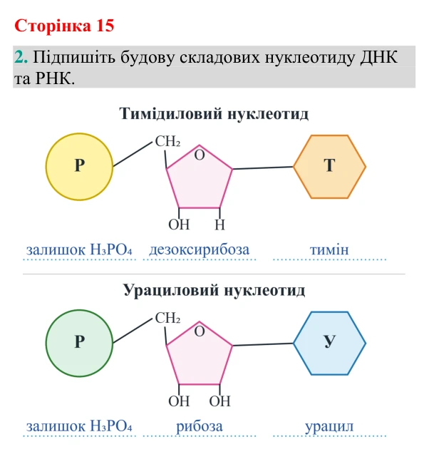 Відповідь до завдання 2 (с. 15) з біології для 9 класу (Кулініч, 2026): Нуклеїнові кислоти: ДНК