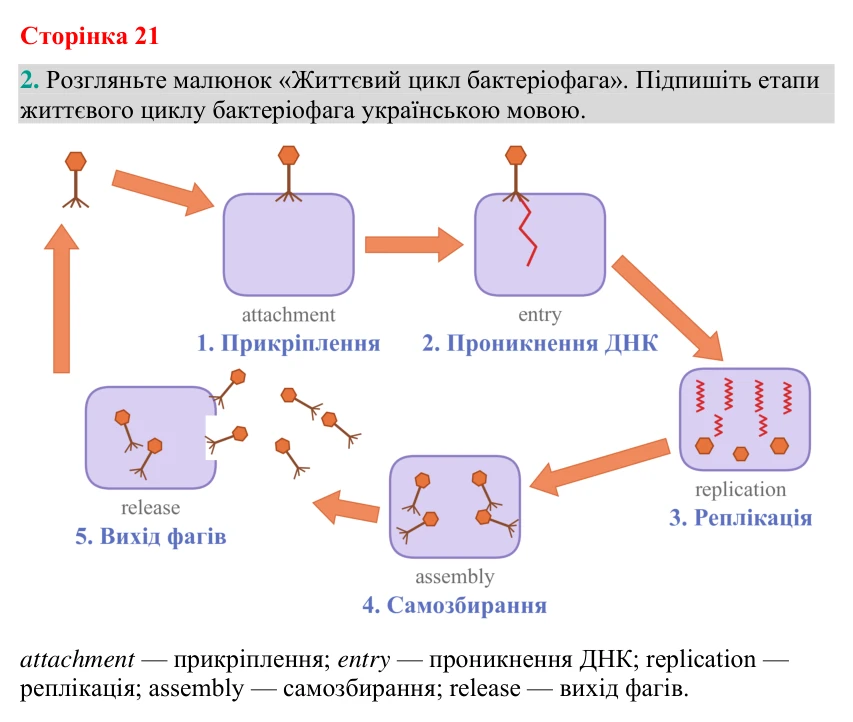 Відповідь до завдання 2 (с. 21) з біології для 9 класу (Кулініч, 2026): Віруси
