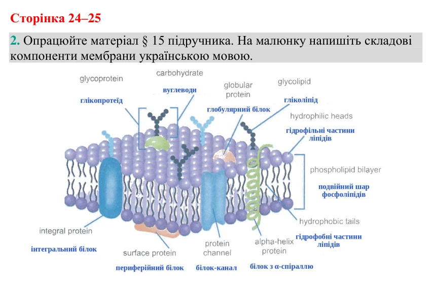 Відповідь до завдання 2 (с. 24-25) з біології для 9 класу (Кулініч, 2026): Мембрана й надмембранні комплекси