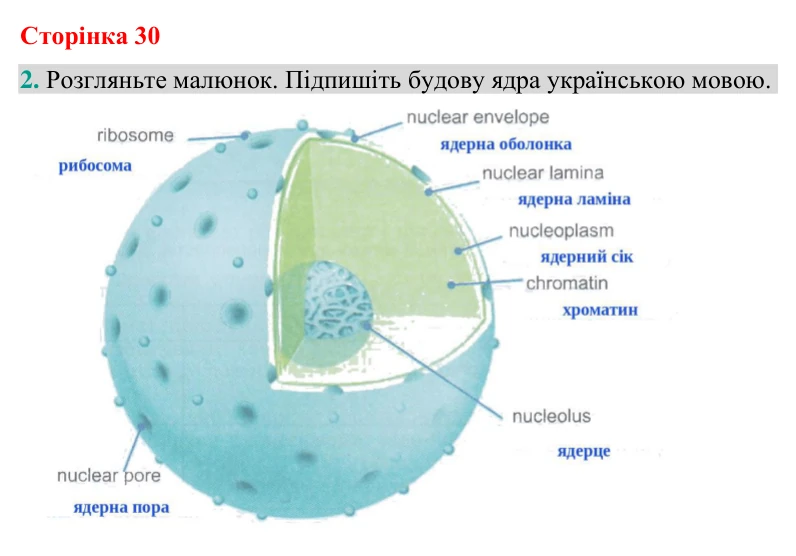 Відповідь до завдання 2 (с. 30) з біології для 9 класу (Кулініч, 2026): Ядро клітини