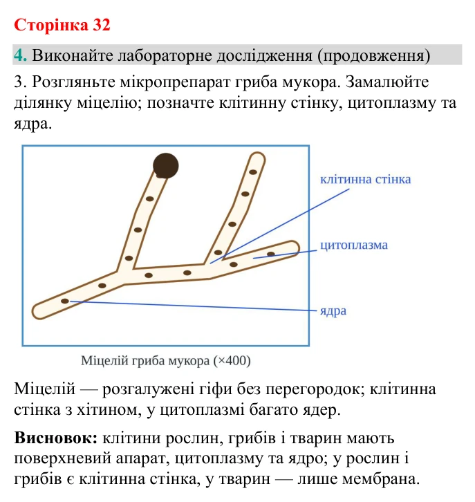 Відповідь до завдання 4 (с. 32) з біології для 9 класу (Кулініч, 2026): Ядро клітини