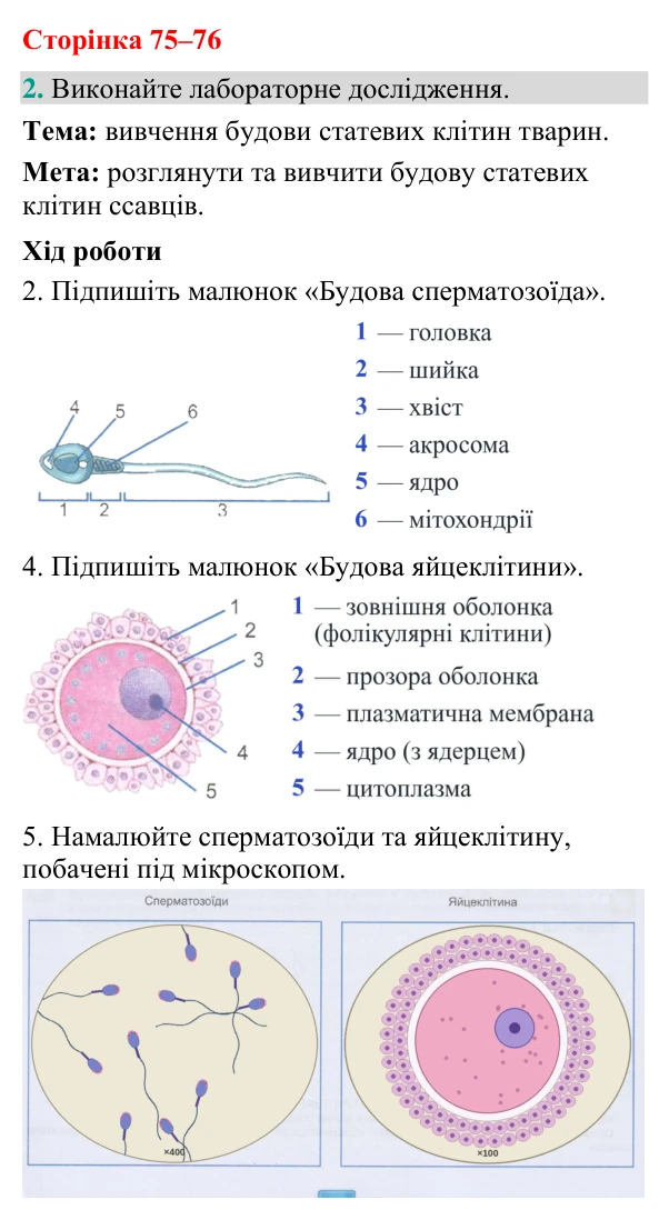 Відповідь до завдання 2 (с. 75-76) з біології для 9 класу (Кулініч, 2026): Репродукція. Статеві клітини