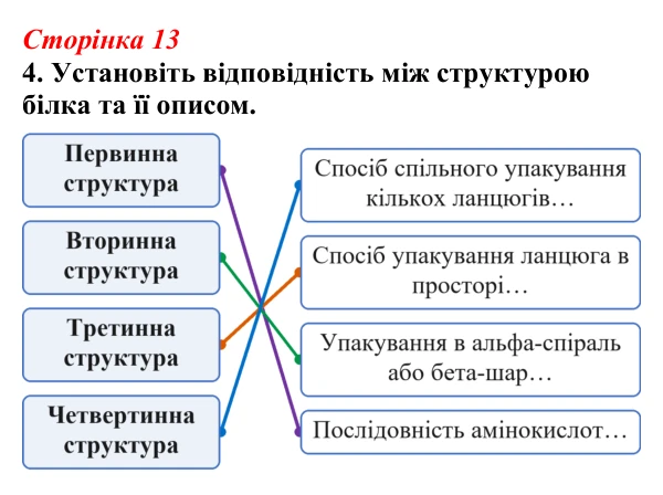 Відповідь до завдання 4 (с. 13) з біології для 9 класу, Тагліна 2026, робочий зошит: Структура та біологічні функції білків