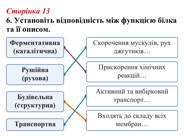 Відповідь до завдання 6 (с. 13) з біології для 9 класу, Тагліна 2026, робочий зошит: Структура та біологічні функції білків