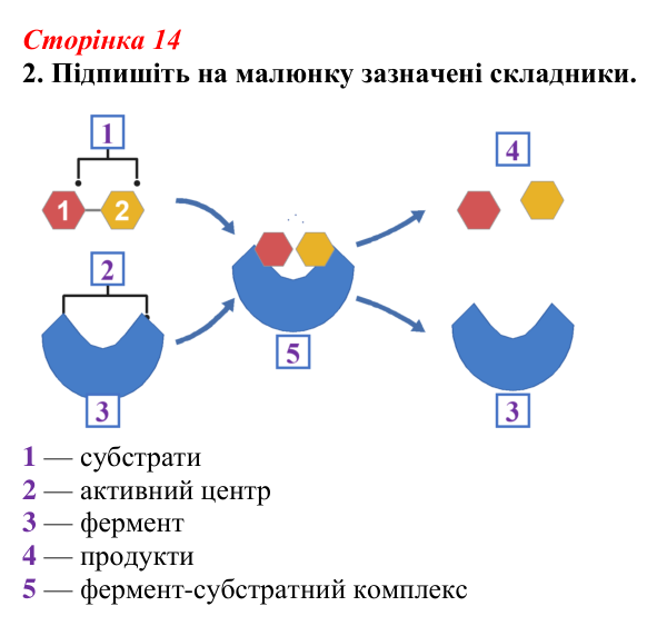 Відповідь до завдання 2 (с. 14) з біології для 9 класу, Тагліна 2026, робочий зошит: Властивості та принцип роботи ферментів