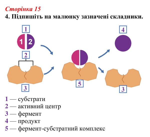Відповідь до завдання 4 (с. 15) з біології для 9 класу, Тагліна 2026, робочий зошит: Властивості та принцип роботи ферментів
