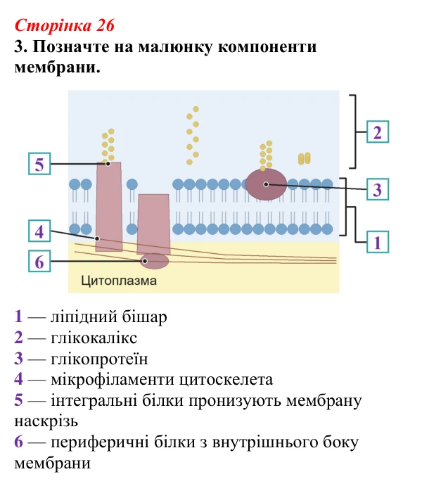 Відповідь до завдання 3 (с. 26) з біології для 9 класу, Тагліна 2026, робочий зошит: Клітинні мембрани, плазматична...