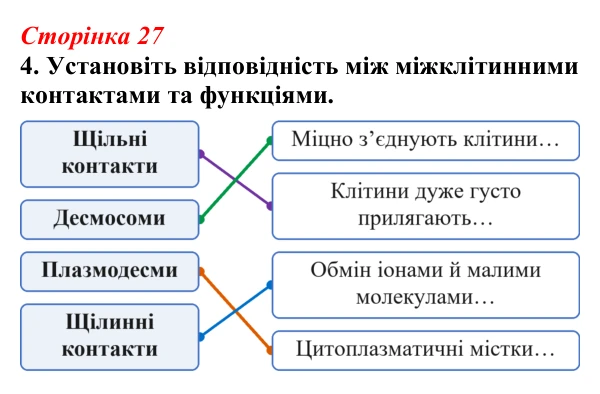 Відповідь до завдання 4 (с. 27) з біології для 9 класу, Тагліна 2026, робочий зошит: Клітинні мембрани, плазматична...
