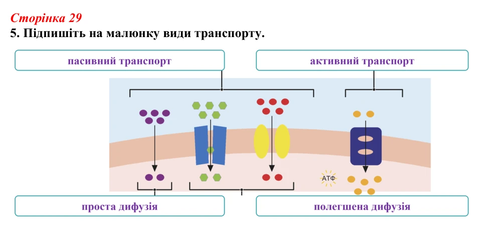 Відповідь до завдання 5 (с. 29) з біології для 9 класу, Тагліна 2026, робочий зошит: Транспорт речовин крізь клітинну...
