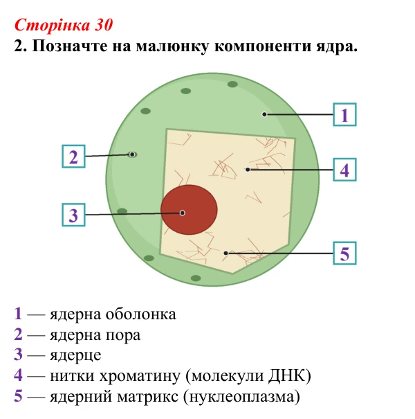 Відповідь до завдання 2 (с. 30) з біології для 9 класу, Тагліна 2026, робочий зошит: Ядро, ендоплазматична сітка, апарат...