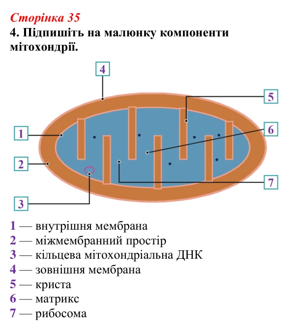 Відповідь до завдання 4 (с. 35) з біології для 9 класу, Тагліна 2026, робочий зошит: Мітохондрії та пластиди