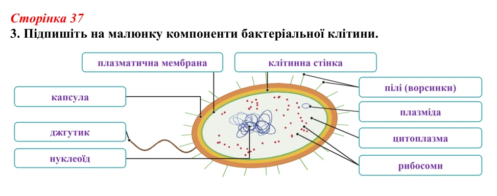 Відповідь до завдання 3 (с. 37) з біології для 9 класу, Тагліна 2026, робочий зошит: Прокаріоти й евкаріоти, рослинна...